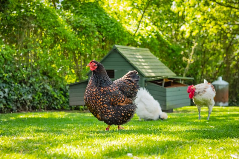 Three chickens roaming around a dappled shaded green lawned yard and a green chicken coup in the background.