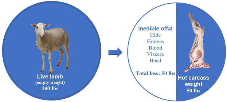 Full pie chart showing a 100 lb live lamb, empty weight. An arrow points to a half filled in pie chart. The white side says "inedible offal, total loss 50lb" and includes "hide, hooves, blood, viscera, and head". The hot carcass weight is 50 lb.
