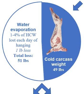 A pie chart showing 51 lbs Total Loss due to 1-4% water evaporation/day. The other half of the pie chart is a 45lb Cold Carcass Weight lamb. There is a double arrow indicating the next pie charts are a choice.