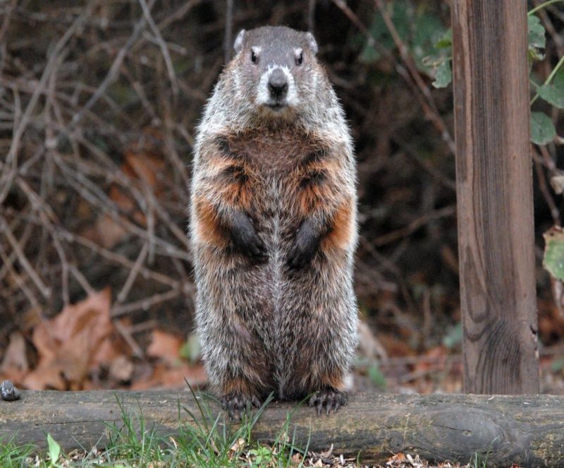 woodchuck A woodchuck standing on its hind legs on a log in a natural setting, with brown, white-tipped fur and reddish coloration along its chest.