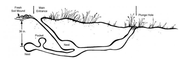 A graphic of woodchuck's underground burrow. It illustrates main entrance with fresh soil mound, plunge hole, nests, and pocket