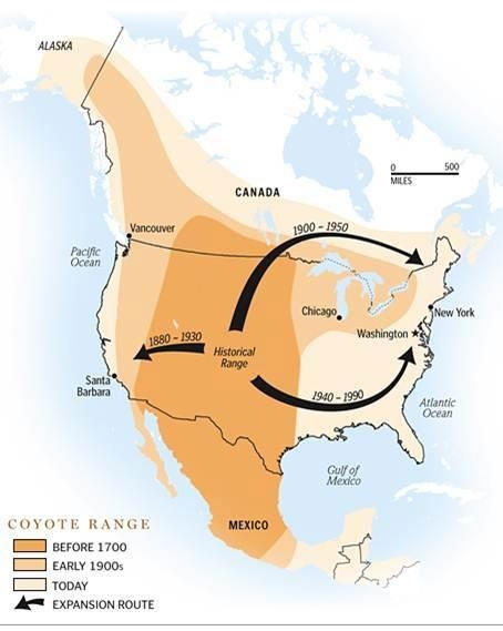 A map of North America indicating coyote presence in the Midwest, southwestern Canada, and most of Mexico before 1700, expanding west beginning in the 1880s; northeast beginning in the early 1900s, and southeast beginning in the 1940s.