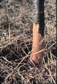 The bottom of a trunk of a small tree with the bark near the ground scraped off.
