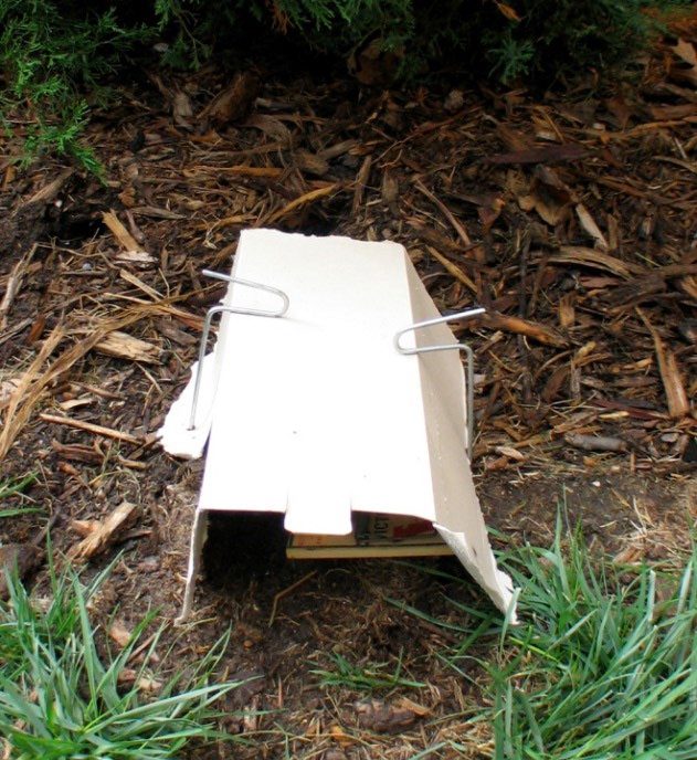 Mousetrap set at tunnel opening covered with a folded piece of cardboard. Wires hold the cardboard in place.