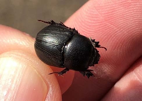 ENTO-595-1 A close up of the sugarcane beetle, dorsal view.
