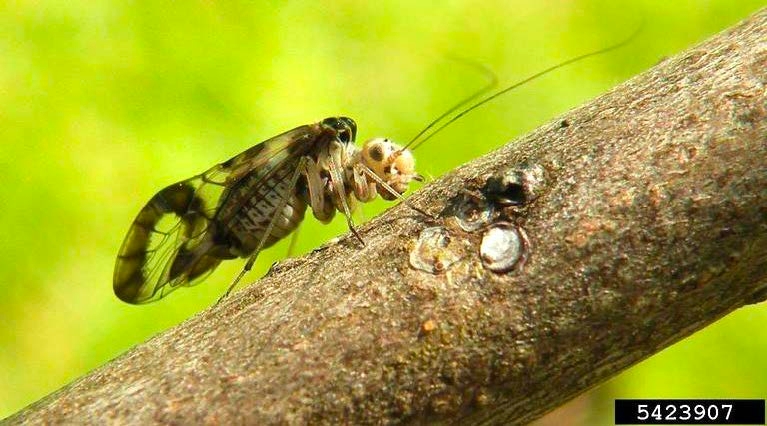 Figure 2, An insect with patterned wings and long antennae rests on a branch.