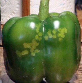 One green bell pepper on a table showing discolored blotches due to stink bug feeding.
