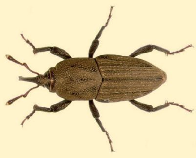 They are reddish-brown upon emergence, but turn dark brownish-black once sclerotized.