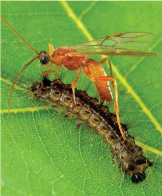 Braconid wasp, Aleiodes indiscretus