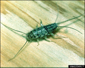 A firebrat rests on a piece of wood.