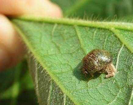 Round brown bugs on a green leaf