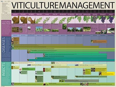 Viticulture Management Poster