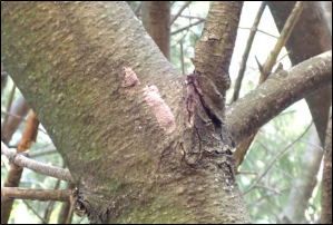 Two insect egg masses contrast against the bark of a tree trunk.