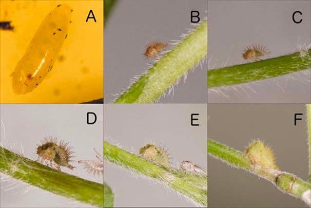 Six photographs depicting the threecornered alfalfa hopper as it grows from egg stage to final nymph stage.