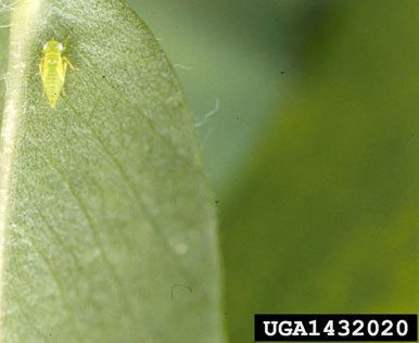 Figure 2. A potato leafhopper nymph rests on a fresh leaf.