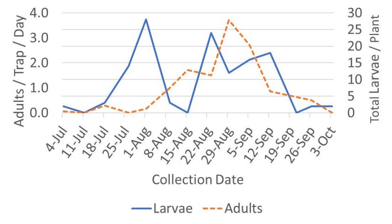 A line graph of box tree moth larvae and adults captured throughout the summer season, peaking in July and September.