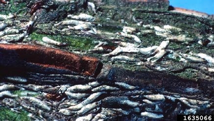 Figure 3, A closeup of tree bark with many scale insects hiding in the bark ridges.