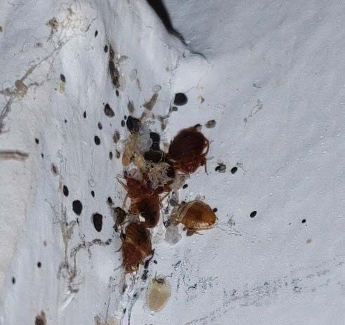 Figure 2. A close up of bed bug adults, nymphs, eggs, and fecal spots on a white wall.