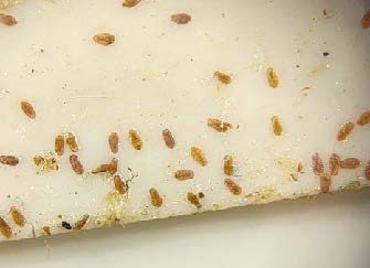 Close up of crawlers showing their distinctive shape on the tape.