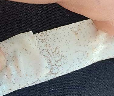 Tape gathered from a highly infested plant with hundreds of crawlers on it.