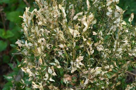 Figure 4, A badly damaged boxwood shrub defoliated by box tree moth caterpillars.