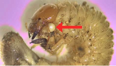 A side view of grub with red arrow pointing to mouthparts.