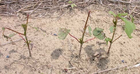 A close-up of three cotton seedlings growing in the sand.