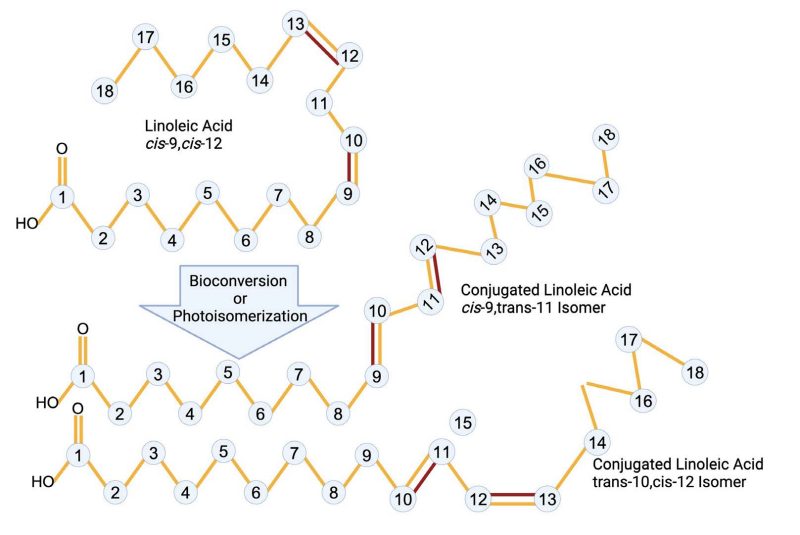 A diagram of linoleic acid cis-9, cis-12, depicted by strings of orange lines and balls and red lines, to the left of an arrow designated “bioconversion or photoisomerization.” The arrow points to two versions of conjugated linoleic acid also depicted by strings of orange lines and balls and red lines: cis-9, trans-11 isomer, and trans-10, cis-12 isomer.