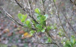 a close-up of a stem re-foliated.