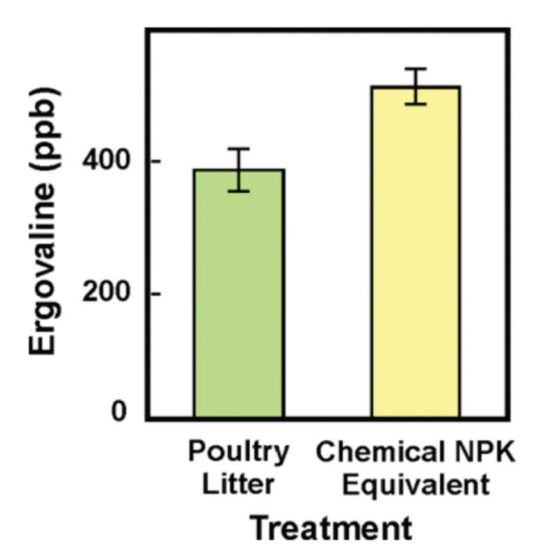 Nutrient source can affect the concentration of alkaloids. In this case, ergovaline – the primary alkaloid associated with toxicosis – was about 25% higher in forage treated with chemical fertilizer. 