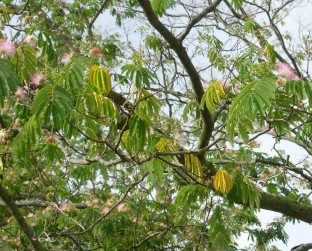 Yellowed and wilted leaves on a mimosa during the second growing season after initial diagnosis of Fusarium wilt. (Photo by E. Bush)