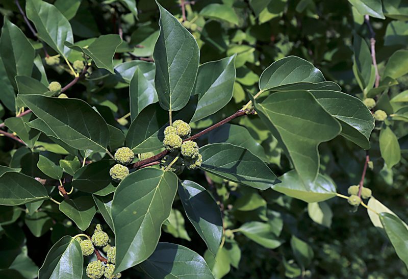 A close-up of che’s foliage and immature fruit.