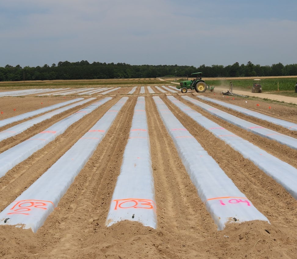 plastic mulch rows in field ready for water saturation