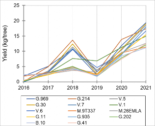Average yield (kg/tree) of ‘Honeycrisp’ on 14 different rootstocks during six years 