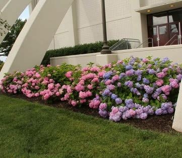 Bigleaf Hydrangea shrubs alongside a building.