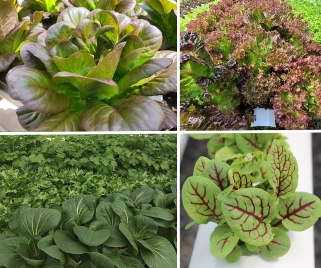 Figure 11. Photos of butterhead lettuce, red leaf lettuce, Pak choi, arugula, cilantro, and red sorrel.