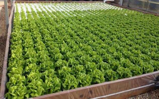 Figure 1. Rows of leafy greens floating on rafts in a deep water culture system.