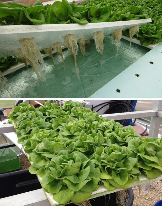Figure 5. Top image shows the roots of leafy greens growing through the holes cut in a polystyrene foam raft above a pool of nutrient water. The bottom picture shows the top of the raft sitting outside of the pool of water with leafy greens growing out of the topside.