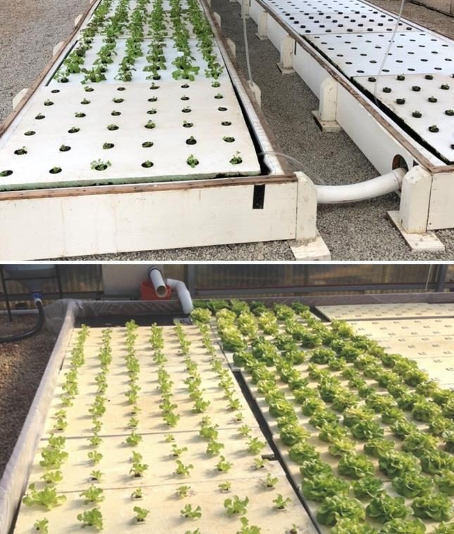 Figure 4. The top image displays lumber frames that surround a production pond with floating rafts and leafy greens. The bottom image shows polyethylene sheeting lining the pond area.