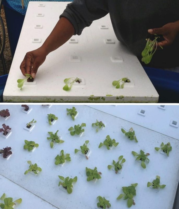 Figure 11. Top image shows someone planting seedling plugs into pre-formed rafts, and the bottom image shows recently transplanted leafy greens growing out of a pre-formed foam raft.