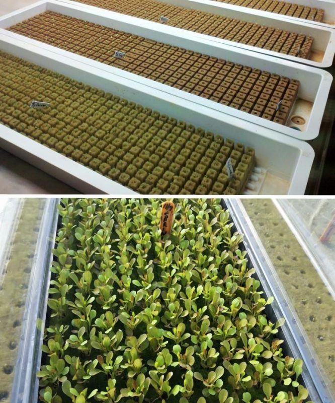 Figure 10. Top image shows propagation trays with oasis cube sheets. Bottom image shows an oasis cube sheet with leafy green seedlings.