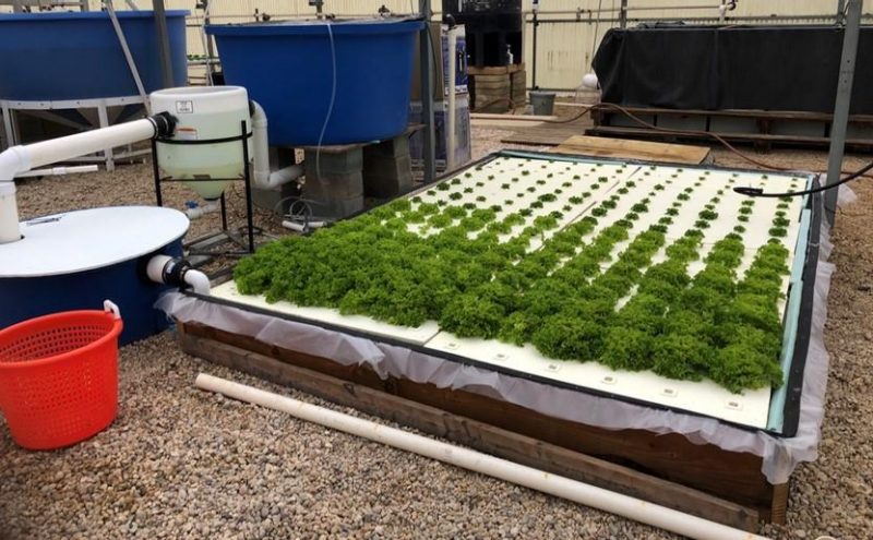 Figure 2. A deep water culture system including water nutrient reservoir, pump system, production pond, and foam rafts planted with leafy greens.