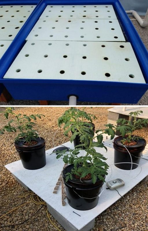Figure 3. The top image shows a plant production pond with floating foam rafts with pre-cut holes. Bottom image shows tomato plants in a bucket media drip system.