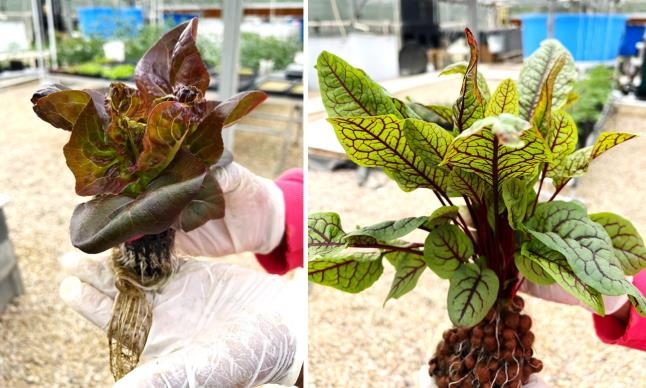 Figure 9. Left image shows someone with gloves holding a red lettuce plant grown hydroponically. The roots are growing through a black netted grow cup with rooting media. The right image shows someone with gloves holding a full yield sorrel plant in a netted cup with rooting media and the roots growing into and around clay pellets.