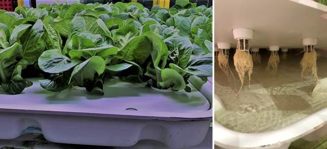 Figure 6. The left image shows leafy greens growing from an individual enclosed plant pod reservoir, and the right image shows the bottom side of the pod covering with roots growing through the holes and housed by grow cups with rooting media.