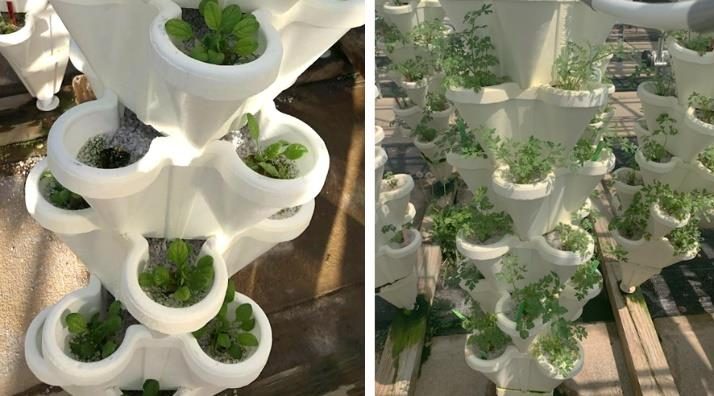 Figure 16. Images of vertical media stacks causing varying light levels on spinach (left) and parsley (right) crops.