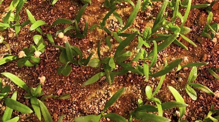 Figure 7. Spinach plants emerging with true leaves in rockwool covered with vermiculite.