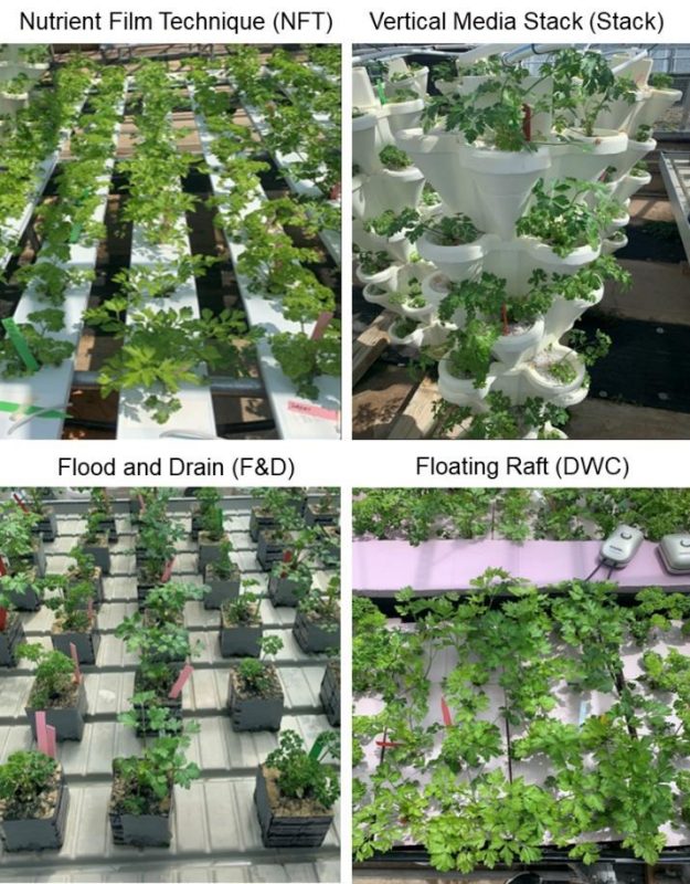 Figure 4. NFT system (top left), vertical stack system (top right), flood and drain (bottom left), and floating raft (bottom right) with parsley plants.