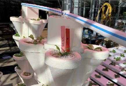 Figure 9. A tube running across the top of two styrofoam stacking systems with drip irritation. The stackers are filled will perlite and are growing spinach.