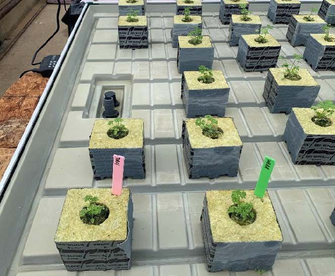 Figure 10. Rockwool cubes housing small parsley plants are configured on a flood and drain table. The rockwool is damp and you can see the drain in the image.